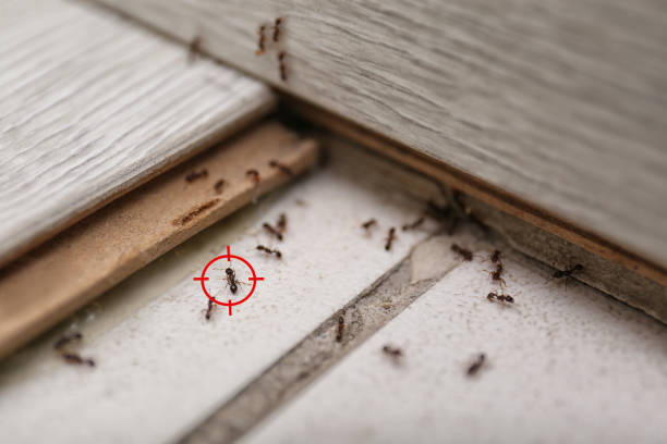 Best Pest Prevention Services  in Burnet, TX
