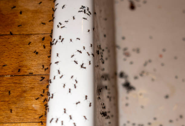 Best Pest Prevention Services  in Burnet, TX