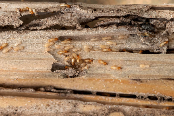 Best Bed Bug Extermination  in Burnet, TX
