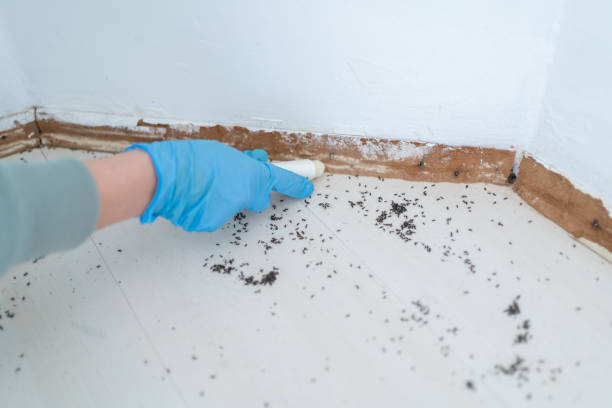 Best Mosquito Control Services  in Burnet, TX